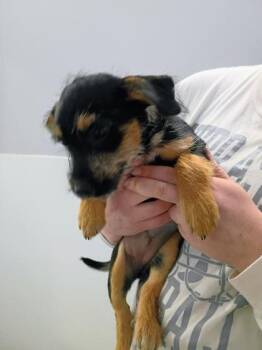 Terrier and Mixed Breed Dogs Available for Adoption in Beatrice, Nebraska - Memphis | PetCurious