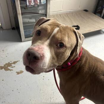 Pit Bull Terrier Dogs Available for Adoption in Uniontown, Pennsylvania - Loki | PetCurious