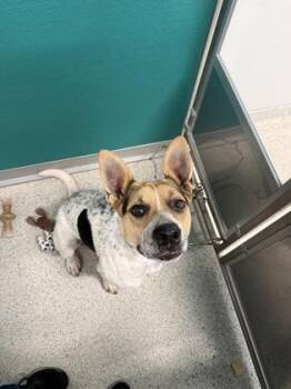 Rosco -  Fox Terrier and Mixed Breed Dog for Adoption in Pequot Lakes, Minnesota - Rosco | PetCurious