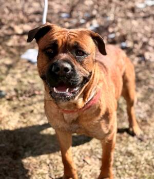 Mastiff Dogs Available for Adoption - Stella | PetCurious
