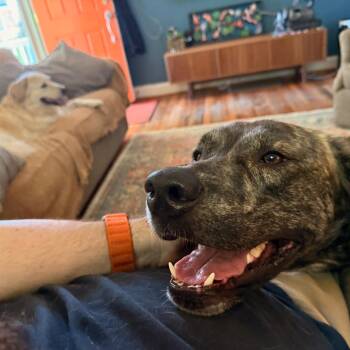 Mixed Breed Dogs Available for Adoption in Raleigh, North Carolina - Churro | PetCurious