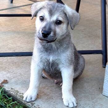 Rescue Mixed Breed Dogs for Adoption in Medford, Oregon - Chinook | PetCurious