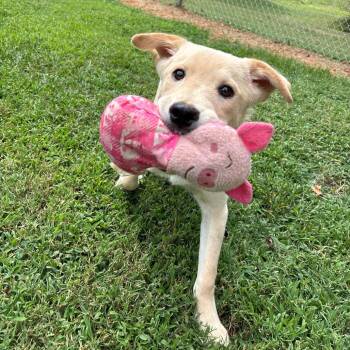 Gobi -  Border Collie Dog for Adoption in Durham, North Carolina - Gobi | PetCurious