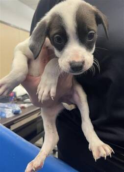 Mixed Breed Dogs Available for Adoption - CHEEKY | PetCurious