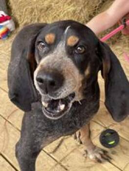 Rescue Bluetick Coonhound Dogs for Adoption in Cowen, West Virginia - BOOMER | PetCurious