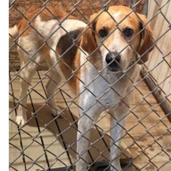 Hound Dogs Available for Adoption in Normal, Illinois - Scout | PetCurious