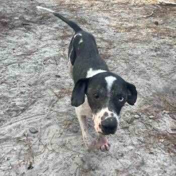 Cobalt -  Mixed Breed Dog for Adoption in Buffalo, Minnesota - Cobalt | PetCurious