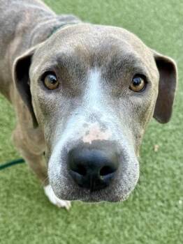 Ellie the Elephant -  Mixed Breed Dog for Adoption in Wichita, Kansas - Ellie The Elephant | PetCurious