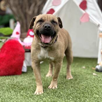 Shar Pei and Terrier Dogs Available for Adoption - Freedom | PetCurious