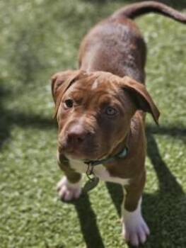 Mixed Breed Dogs Available for Adoption in Savannah, Georgia - May | PetCurious