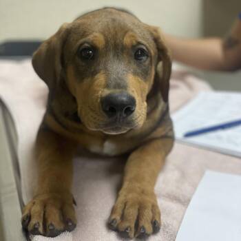 Wilbur -  Mastiff and Mixed Breed Dog for Adoption in Riverside, California - Wilbur | PetCurious