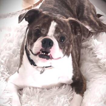 Boston Terrier Dogs Available for Adoption in Palm Harbor, Florida - Mickey | PetCurious