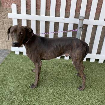 A614041 -  Plott Hound and Mixed Breed Dog for Adoption in Modesto, California - A614041 | PetCurious