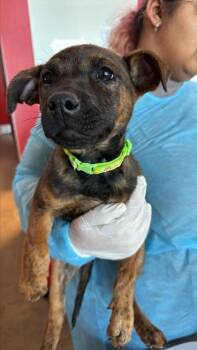 Mixed Breed Dogs Available for Adoption in West Chester, Pennsylvania - Mitts (green) | PetCurious