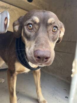 A479738 -  Doberman Pinscher and Mixed Breed Dog for Adoption in Oklahoma City, Oklahoma - A479738 | PetCurious