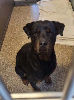 BEYONCE -  Rottweiler and Mixed Breed Dog for Adoption in Albuquerque, New Mexico - BEYONCE | PetCurious