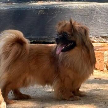 Tibetan Spaniel and Pekingese Dogs Available for Adoption - Mr. Archie Cadbury | PetCurious