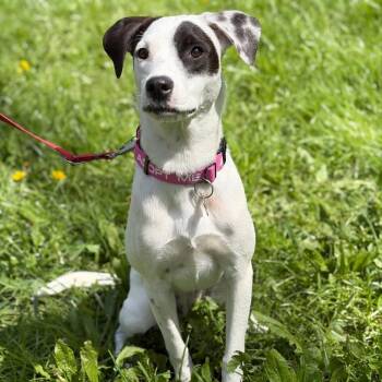 Mixed Breed Dogs Available for Adoption in Bend, Oregon - Petunia | PetCurious