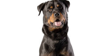 Rescue Rottweiler Dogs for Adoption in Gilbert, Arizona - Luke 2021 | PetCurious