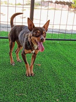 Jackie -  Chihuahua Dog for Adoption in Albuquerque, New Mexico - Jackie | PetCurious