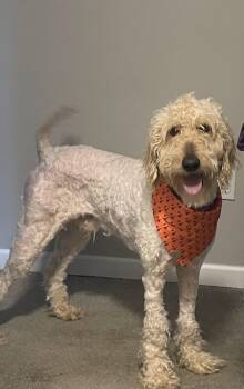Goldendoodle Dogs Available for Adoption in Christiansburg, Virginia - Noodle | PetCurious