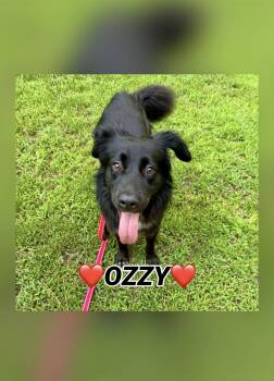 Ozzy -  Border Collie Dog for Adoption in Providence Forge, Virginia - Ozzy | PetCurious