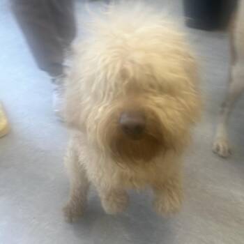 Mixed Breed Dogs Available for Adoption in Philadelphia, Pennsylvania - Labby | PetCurious