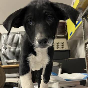 Mixed Breed Dogs Available for Adoption in Moab, Utah - Coupe | PetCurious