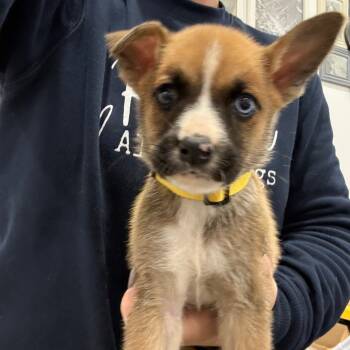 Rescue Boxer and Mixed Breed Dogs for Adoption in Sacramento, California - Raven | PetCurious