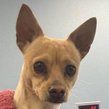 Mixed Breed Dogs Available for Adoption - Watson | PetCurious