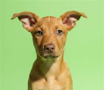 Mixed Breed Dogs Available for Adoption in Jacksonville, Florida - CRYBABY | PetCurious