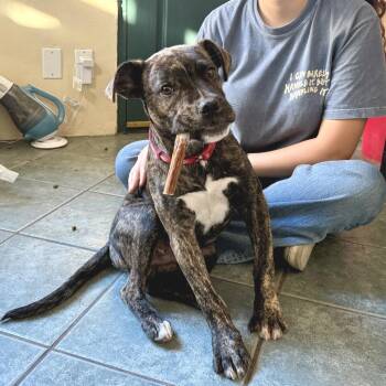 Pit Bull Terrier Dogs Available for Adoption in Pasadena, California - Cillian | PetCurious
