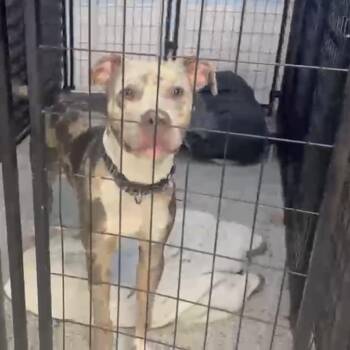 Davey -  Pit Bull Terrier Dog for Adoption in Sunrise, Florida - Davey | PetCurious