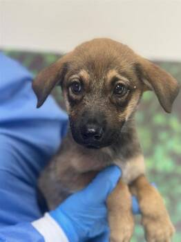 Rescue Shepherd and Mixed Breed Dogs for Adoption in San Antonio, Texas - Swim | PetCurious