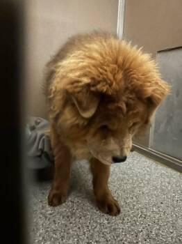 Rescue Chow Chow Dogs for Adoption in Fruit Heights, Utah - Rocco | PetCurious