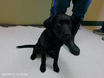 Labrador Retriever and Mixed Breed Dogs Available for Adoption in Oroville, California - STORMY | PetCurious