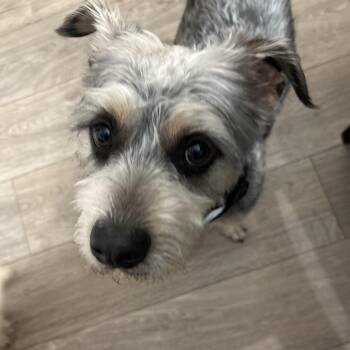 Schnauzer Dogs Available for Adoption - King OS NV | PetCurious