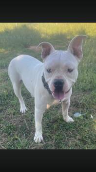 Bulldog Dogs Available for Adoption - Madison | PetCurious