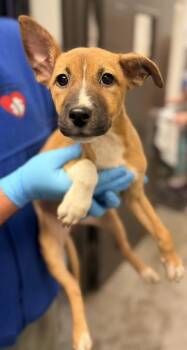 Tumbler -  Shepherd and Mixed Breed Dog for Adoption in Bowling Green, Kentucky - Tumbler | PetCurious