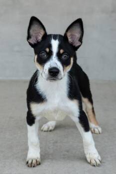 Spot -  Mixed Breed Dog for Adoption in Longmont, Colorado - Spot | PetCurious