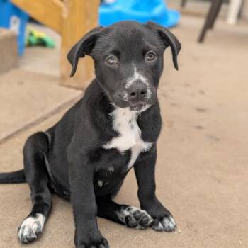 Sasha -  Black Labrador Retriever and Mixed Breed Dog for Adoption in Fenton, Michigan - Sasha | PetCurious