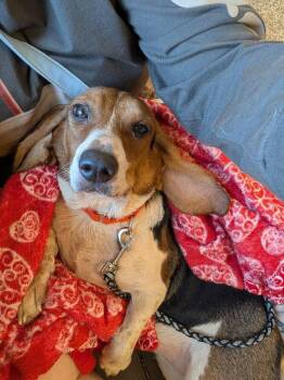 Katie -  Beagle Dog for Adoption in Penns Grove, New Jersey - Katie | PetCurious