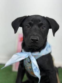Beethoven-One of our Amazing Rescue Dogs -  Black Labrador Retriever and Mixed Breed Dog for Adoption in Carlsbad, California - Beethoven-One Of Our Amazing Rescue Dogs | PetCurious