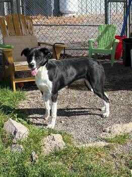 Raven -  Border Collie Dog for Adoption in Prineville, Oregon - Raven | PetCurious