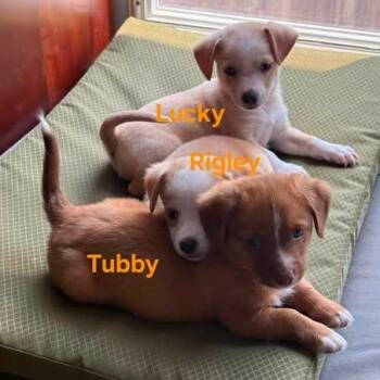 Tubby, Rigley, and Lucky -  Chiweenie Dog for Adoption in Lexington, Kentucky - Tubby, Rigley, And Lucky | PetCurious