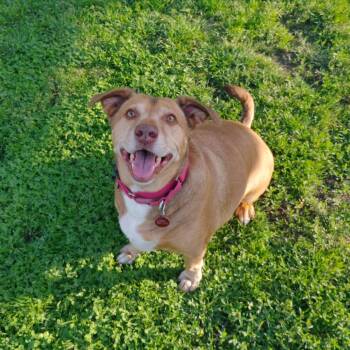 Max -  Mixed Breed Dog for Adoption in Tulsa, Oklahoma - Max | PetCurious
