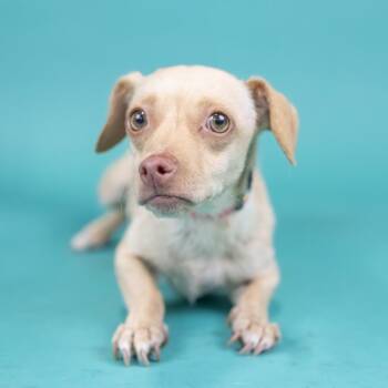 Lorraine -  Chihuahua Dog for Adoption in Portland, Oregon - Lorraine | PetCurious