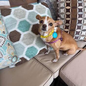 Emma HW+ -  Chihuahua Dog for Adoption in Tampa, Florida - Emma HW+ | PetCurious