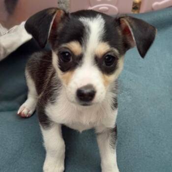 Scary Spice -  Chihuahua and Mixed Breed Dog for Adoption in Las Vegas, Nevada - Scary Spice | PetCurious