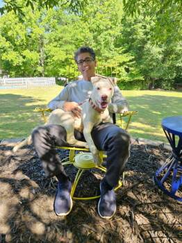 Grits -  American Staffordshire Terrier Dog for Adoption in Arlington, Virginia - Grits | PetCurious
